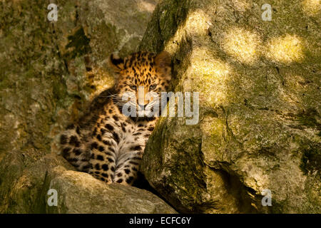 Amur Leopard Cub extrêmement rares (Panthera pardus orientalis) assis sur les roches Banque D'Images