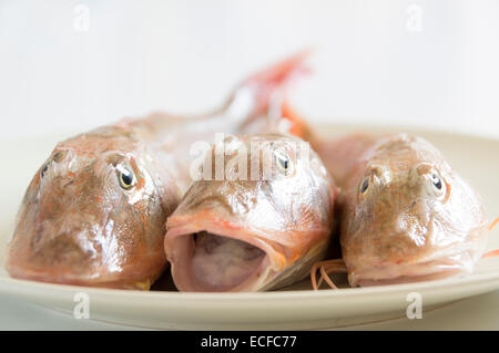 Poisson frais avec des échelles rouge Banque D'Images