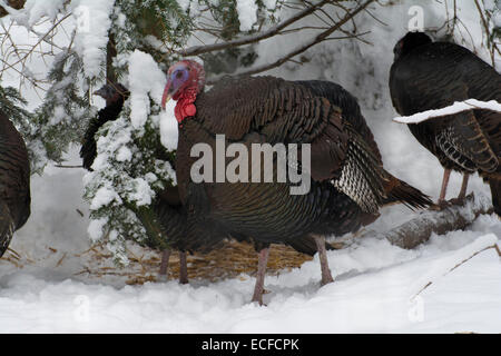 Un dindon sauvage en hiver, avec plusieurs femelles. Banque D'Images