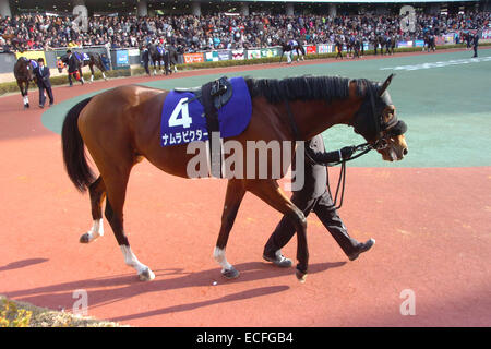 Aichi, Japon. 7 Décembre, 2014. Courses de chevaux : Victor Namura Namura Victor est conduit dans le paddock avant la Coupe des Champions à Chukyo Racecourse à Aichi, Japon . © Eiichi Yamane/AFLO/Alamy Live News Banque D'Images