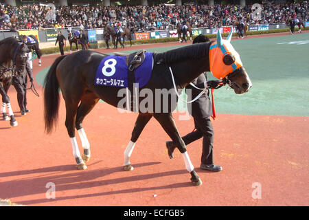 Aichi, Japon. 7 Décembre, 2014. Courses de chevaux : Hokko Tarumae Hokko Tarumae est conduit dans le paddock avant la Coupe des Champions à Chukyo Racecourse à Aichi, Japon . © Eiichi Yamane/AFLO/Alamy Live News Banque D'Images