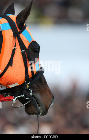 Aichi, Japon. 7 Décembre, 2014. Courses de chevaux : Hokko Tarumae Hokko Tarumae après avoir remporté la Coupe des Champions à Chukyo Racecourse à Aichi, Japon . © Eiichi Yamane/AFLO/Alamy Live News Banque D'Images