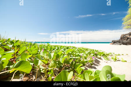 Scène de plage tropicale, à Hawaï. Banque D'Images