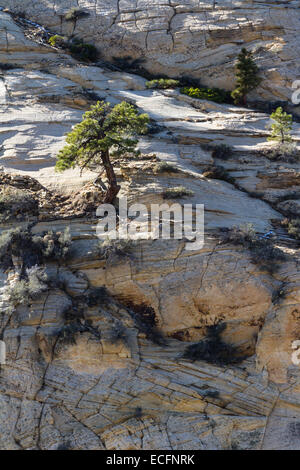 Petit arbre sans le sol sur les montagnes rocheuses de Zion NP est le sud de l'Utah Banque D'Images