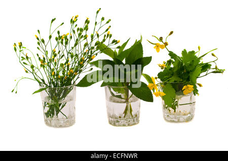 Les herbes et la menthe dans un verre celandine Banque D'Images