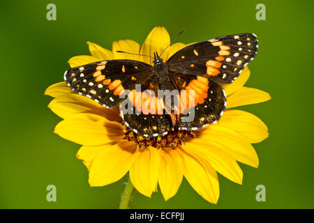 L'amiral rouge papillon sur fleur au Texas Banque D'Images