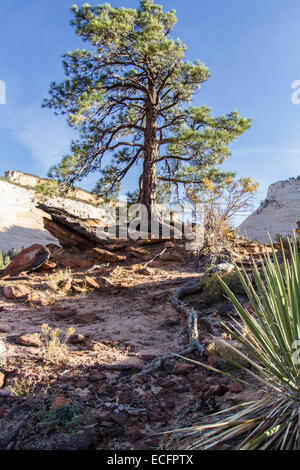 Arbre isolé avec de très longues racines poussant sur un désert de grès dans le parc national de Zion Banque D'Images