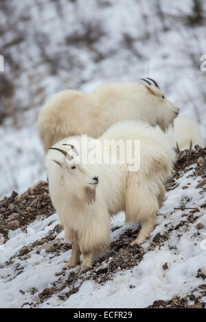 La chèvre de montagne dans des manteaux d'hiver dans le Wyoming Banque D'Images