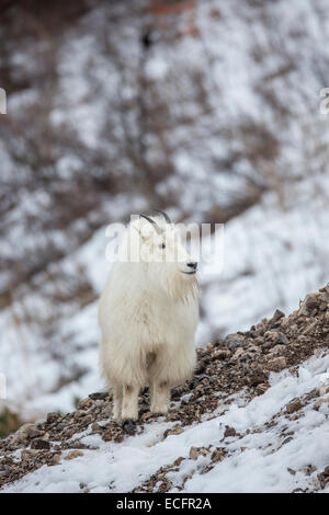 Chèvre de montagne en manteaux d'hiver dans le Wyoming Banque D'Images