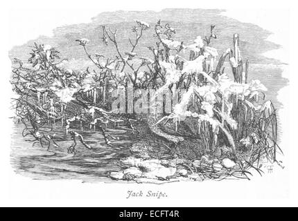 Cette illustration de 1875 de RO représente le Jack Snipe, une espèce d'oiseau, offrant un portrait historique de son apparence et de son habitat naturel au XIXe siècle. Banque D'Images
