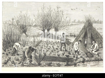 Cette illustration de 1875 représente le processus de coupe d'osier, une méthode utilisée dans le tissage de panier et d'autres métiers. Le dessin donne un aperçu des techniques artisanales traditionnelles de la fin du XIXe siècle. Banque D'Images