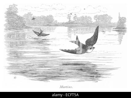 Cette illustration de 1875 de *RO* représente un lieu ou un élément connu sous le nom de 'Martins', fournissant une référence historique à un lieu ou un sujet spécifique à la fin du XIXe siècle. Banque D'Images