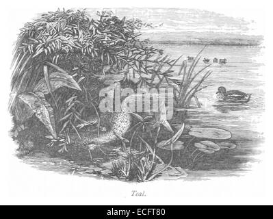 Cette illustration de 1875 par RO représente le navire « Teal », un navire remarquable de la fin du XIXe siècle, présentant sa conception et ses caractéristiques pendant sa période de service actif. Banque D'Images
