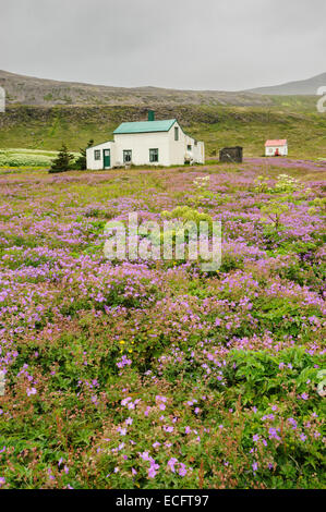 Hesteyri, Hornstrandir, Westfjords, Islande, juillet 2012 Banque D'Images