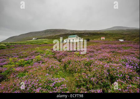 Hesteyri, Hornstrandir, Westfjords, Islande, juillet 2012 Banque D'Images