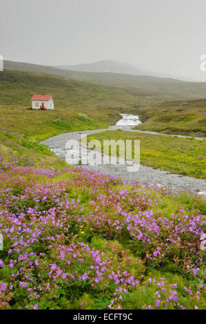 Hesteyri, Hornstrandir, Westfjords, Islande, juillet 2012 Banque D'Images