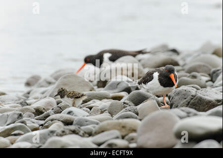 Huîtrier pie (Haematopus ostralegus) poussins, Hornstrandir, Westfjords, Islande, Juillet 2012 Banque D'Images