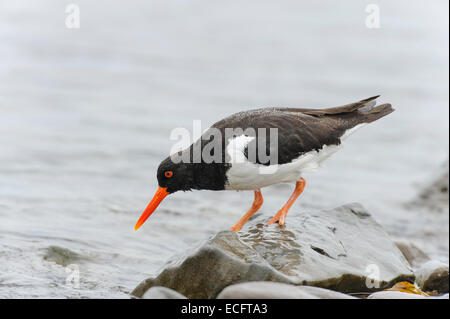 Huîtrier pie (Haematopus ostralegus) Hornstrandir, Islande Westfjords Banque D'Images