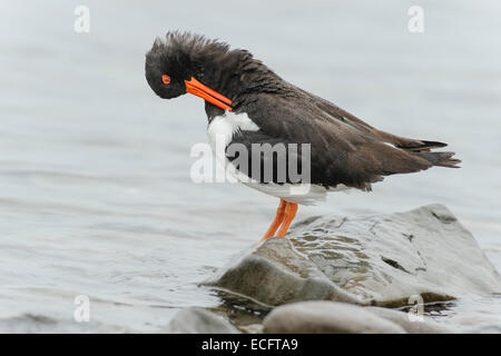 Huîtrier pie (Haematopus ostralegus) Hornstrandir, Islande Westfjords Banque D'Images