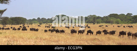 Troupeau de gnous bleu (Connochaetes taurinus) déménagement dans la rangée pendant la Grande Migration dans le Serengeti National Park, Tanzania Banque D'Images