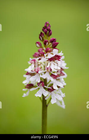 Lady Orchid (Orchis purpurea). Bois Denge, Kent, UK. Mai 2013. Banque D'Images