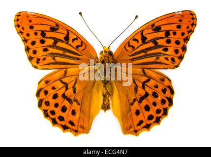 Silver-lavé fritillary (Argynnis paphia) butterfly Banque D'Images