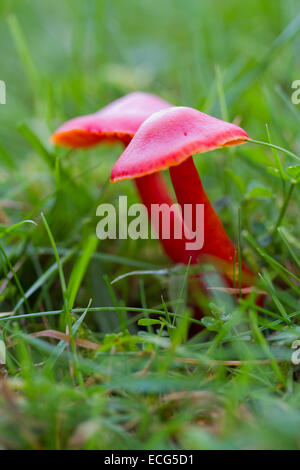 Bouchon de cire écarlate dans les champignons collines de Quantock, UK Banque D'Images