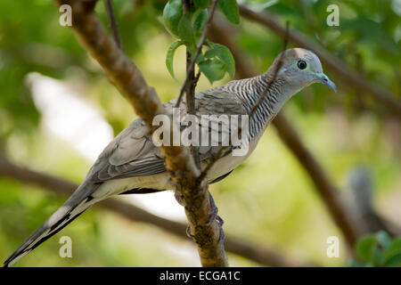 Zebra dove perché sur branche d'arbre. Banque D'Images