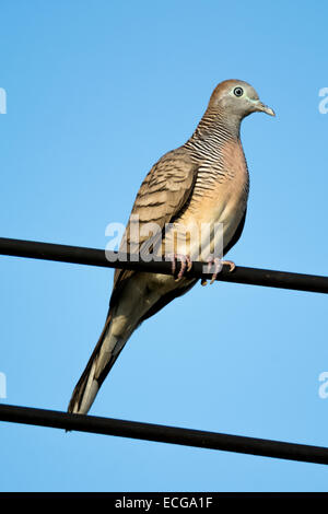 Zebra dove perché sur un câble électrique. Banque D'Images