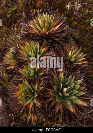 Les plantes endémiques au sommet du mont Roraima, Venezuela. Banque D'Images