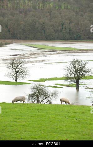 Leighton, Shropshire, au Royaume-Uni. 14 Décembre, 2014. Moutons paissent au-dessus d'une plaine couverte d'eau Crédit : Graham M. Lawrence/Alamy Live News. Banque D'Images