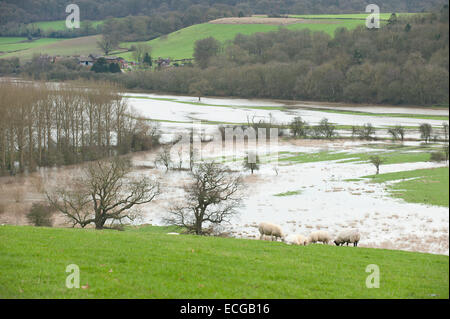 Leighton, Shropshire, au Royaume-Uni. 14 Décembre, 2014. Moutons paissent au-dessus d'une plaine couverte d'eau Crédit : Graham M. Lawrence/Alamy Live News. Banque D'Images