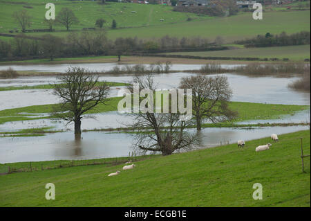 Leighton, Shropshire, au Royaume-Uni. 14 Décembre, 2014. Moutons paissent au-dessus d'une plaine couverte d'eau Crédit : Graham M. Lawrence/Alamy Live News. Banque D'Images