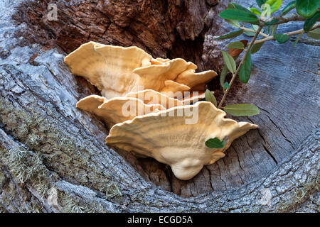 Soufre Shelf Conk, Coastal Live Oak. Banque D'Images