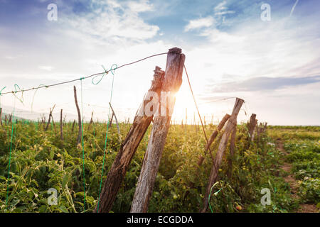 Les plantes de tomates dans le soleil du soir Banque D'Images