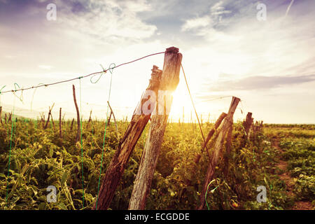 Les plantes de tomates dans le soleil du soir Banque D'Images