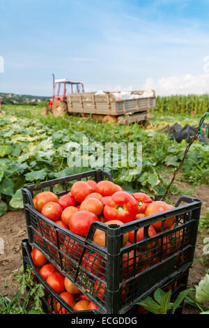 Les plantes de tomates dans le soleil du soir Banque D'Images
