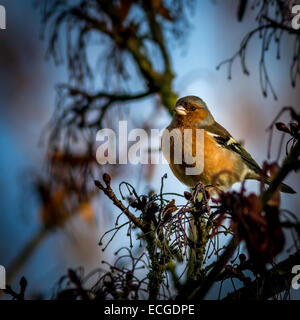 Chaffinch dans la lumière du soleil Banque D'Images