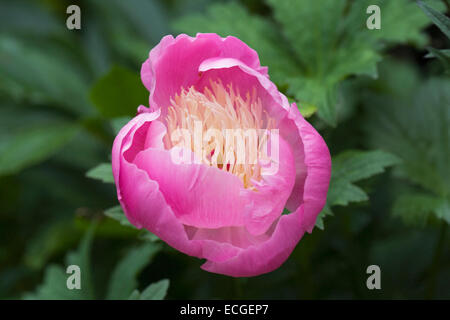 Paeonia lactiflora 'Bowl of Beauty' fleur dans le jardin. Fleur de pivoine. Banque D'Images