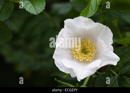 Rosa rugosa blanc croissant dans la haie dans la campagne anglaise. Banque D'Images