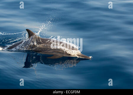 Spinner Dolphin, Ostpazifischer Delfin, Stenella longirostris, surfaçage, Indonésie Banque D'Images
