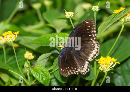 Une femme Alimentation papillon Gold Music Banque D'Images