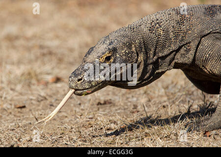 Dragon de Komodo, Varanus komodensis, Komodowaran avec portrait, langue, Rinca Island, le Parc National de Komodo Banque D'Images