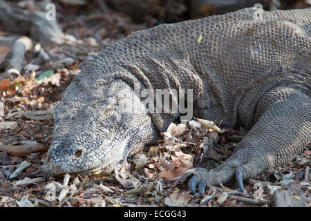 Dragon de Komodo, Varanus komodensis, Komodowaran, le Parc National de Komodo, en Indonésie, des profils se reposant dans la forêt Banque D'Images