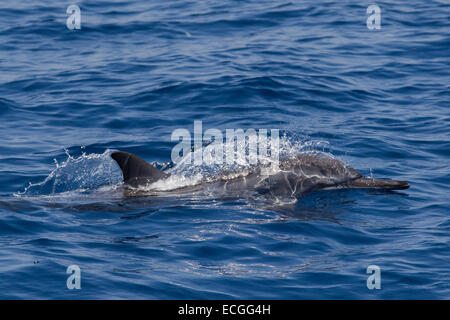 Spinner Dolphin, Ostpazifischer Delfin, Stenella longirostris, surfaçage, Indonésie Bali Banque D'Images