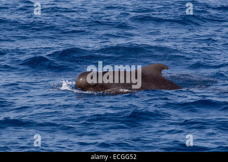 Pilotwhale à courtes nageoires, Indischer Grindwal, Globicephala macrorhynchus, adulte seul, l'Indonésie baleines Banque D'Images