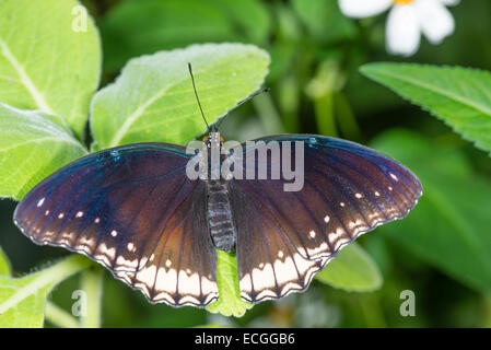 Une femme papillon Gold Music Banque D'Images