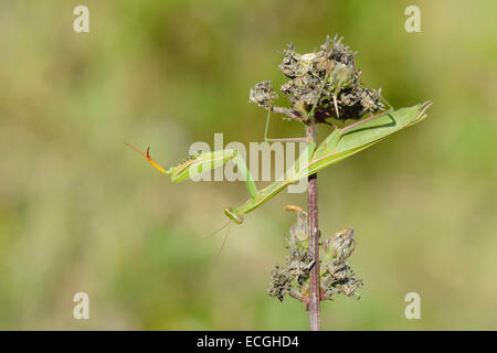 Gottesanbeterin, Mantis religiosa Mante religieuse européenne, Banque D'Images