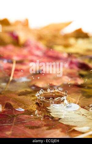 Arrière-plan de studio avec les feuilles d'automne et de s'éclabousser les gouttelettes d'eau pour un concept de saison Banque D'Images