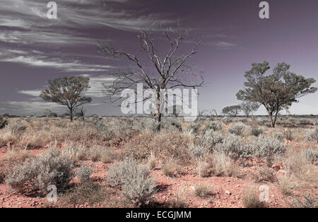 Australian Outback paysage pendant la sécheresse, les vastes plaines avec buissons gris rouge & arbre mort contre ciel gris zébré de nuages. Banque D'Images